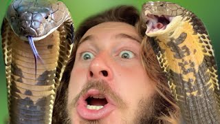 Charged by KING COBRAS! by Chandler's Wild Life 162,062 views 4 months ago 19 minutes