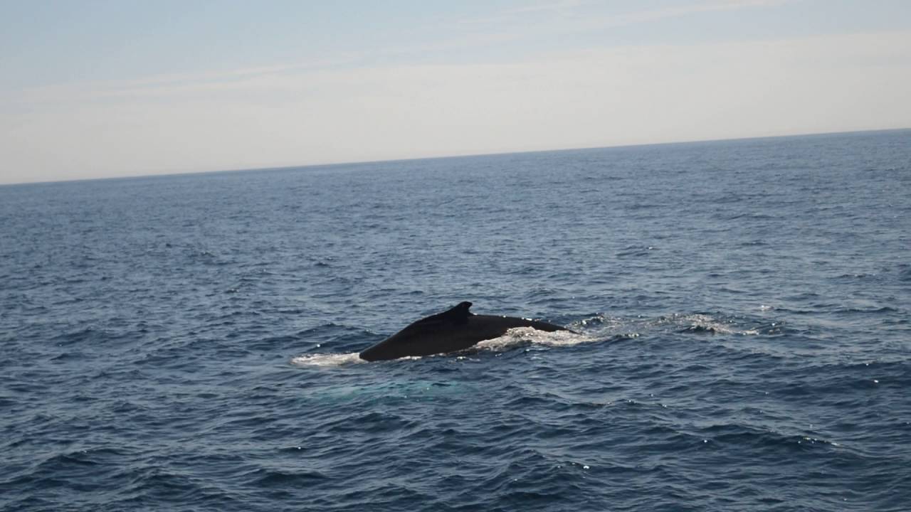 witless bay whale watching tours