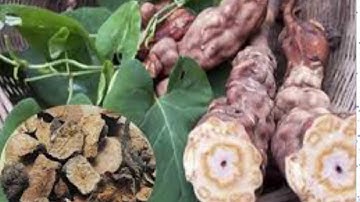 Công Dụng Của Hà Thủ Ô Trắng Trị Các Bệnh Đau Khớp ,Kéo Dài Tuổi Thọ Và Làm Đen Tóc Đỏ Da  .