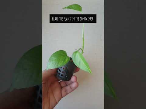 Video: Wat is 'n ware plant?