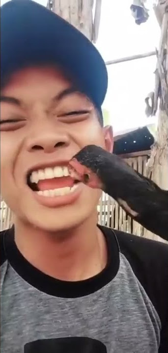 KENA CIPOK AYAM | RANDOM TIKTOK VIRAL FYP MEME #shorts