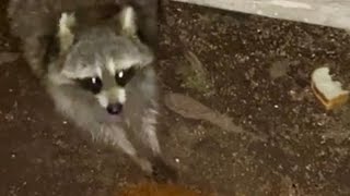 Feeding wild raccoon #ASMR raccoon whisperer / енот by JOANNA AUD 132 views 2 months ago 35 seconds
