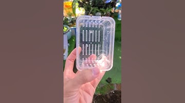 Cá Betta Con 5 ngày tuổi #Short