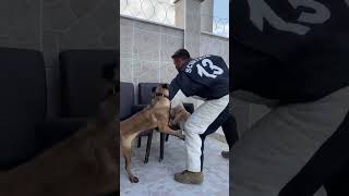 Dog Protecting His Brother