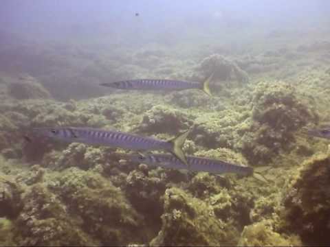SUBNOW Secca di Fonza, un immersione piena di emozioni - A surprising Dive