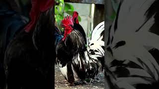 Download Lagu Suara Ayam jago di pagi hari MP3 Download Lagu Suara Ayam jago di pagi hari MP3