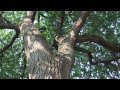 Capture de la vidéo Tree Appreciation Walk By Bronx River Sankofa