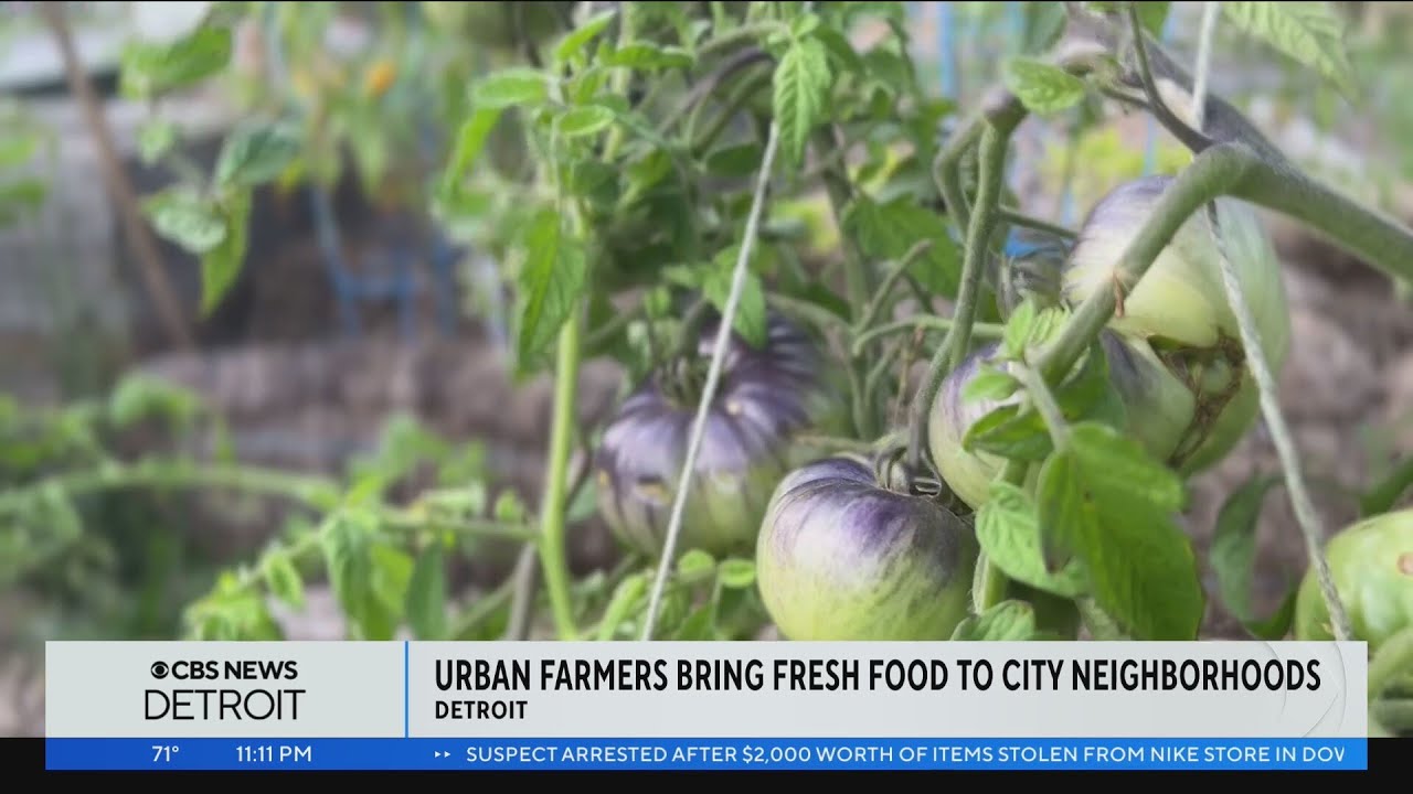 Urban farmers look to bring fresh food to Detroit neighborhoods