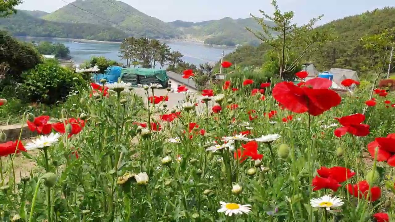 🔔 Tip of the day 🔔 🔑 수국 삽목하기 🔑 1년만에 4~5년된 수국처럼 풍성하게 보이게 하는 삽목방법 🔑 How