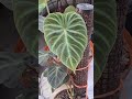 Plantas que tengo en mi negocio #plantas #jardin #negocio #vivero #mexico