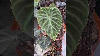 Plantas que tengo en mi negocio #plantas #jardin #negocio #vivero #mexico