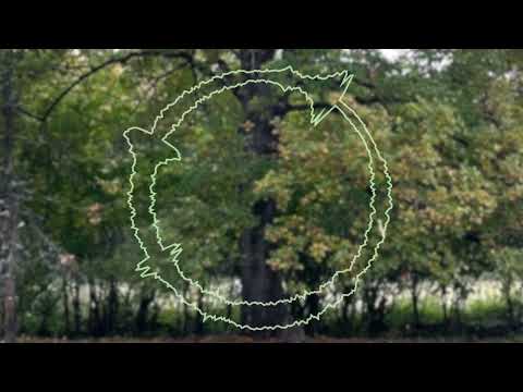 Le chant du chêne