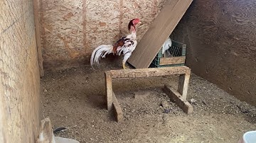 Xaiv poj qaib li cas thiab tau tus zoo.