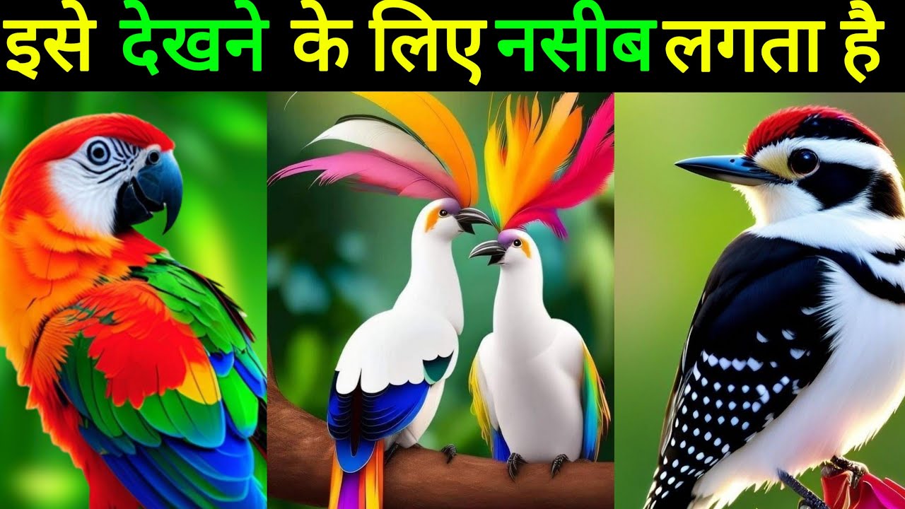 Unveiling Nature's Treasures: Top 10 Rarest Birds in the World