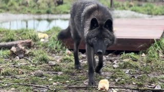 Волки едят кабачки 😱⁉️ Догонялки в парке волков ‼️