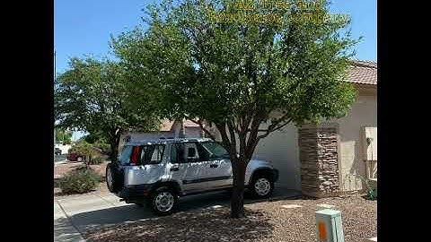 Crown prunning, thinning, shape naturally, live oaks, ficus tree