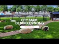 Discover City Farm De Bokkesprong in Rotterdam, Netherlands! 🌿🐓