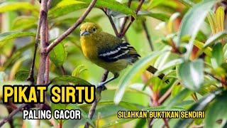 🎶 Pikat & Pancingan Burung Sirtu Paling Gacor | Dijamin Panen