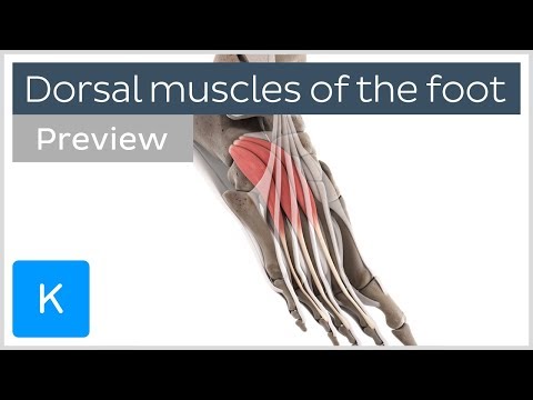 Video: Foot Muscle Anatomy, Function & Diagram - Kroppskart