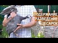 Профессор Забиякин В.А. Французская цесарка выращенная в условиях фермерского хозяйства