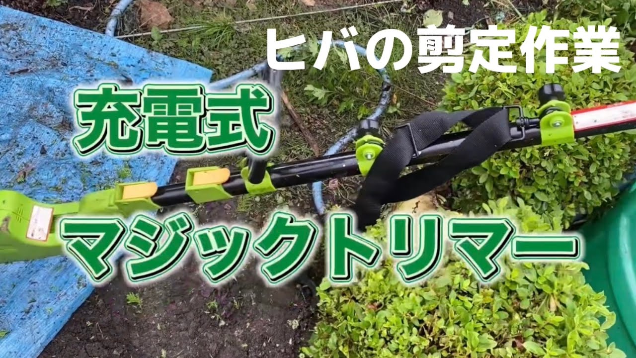 ヒバの剪定 マジックトリマー編 - YouTube