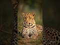 @ChuChuTV leopard #animals #cat #tigerspotted #cute #wildlife leopard