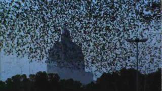 ULTIMATE MURMURATION - PEREGRINE HUNTS STARLINGS IN ROME - EARTHFLIGHT