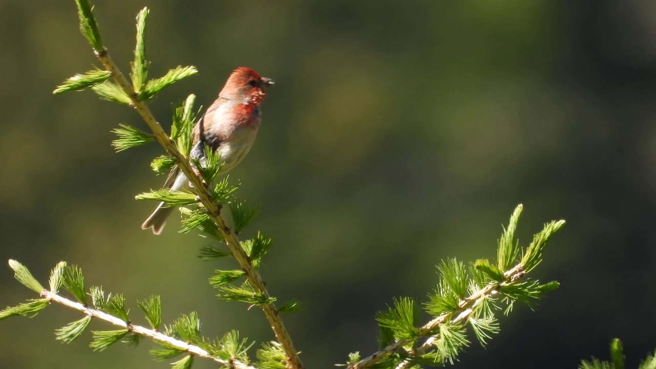 Ciuffolotto scarlatto / Common Rosefinch (Carpodacus erythrinus) 