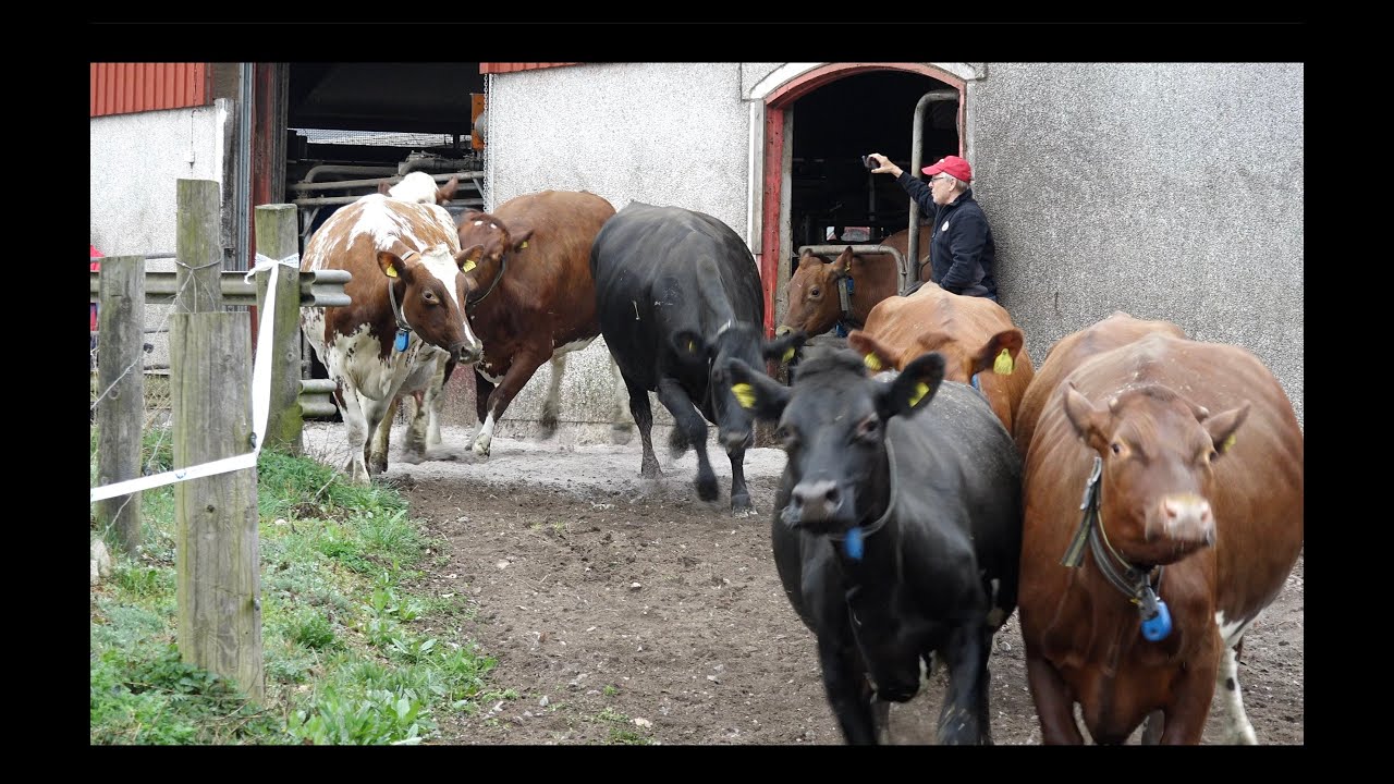 Kosläpp på Björketorps Gård Johannishus 20 april 2025