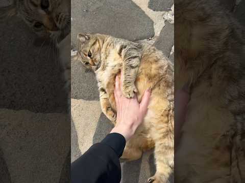 Chonkiest cutie cat