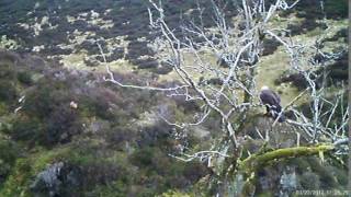Golden Eagle At Glen Dye