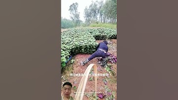 Nhân Giống Khoai Lang Bằng Cũ #farming #agriculture