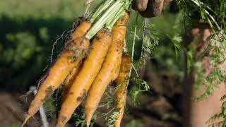 Carrots! (Dufferin Farm Tour)