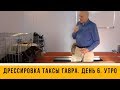 Дрессировка таксы Гавра. День 6. Утреннее занятие