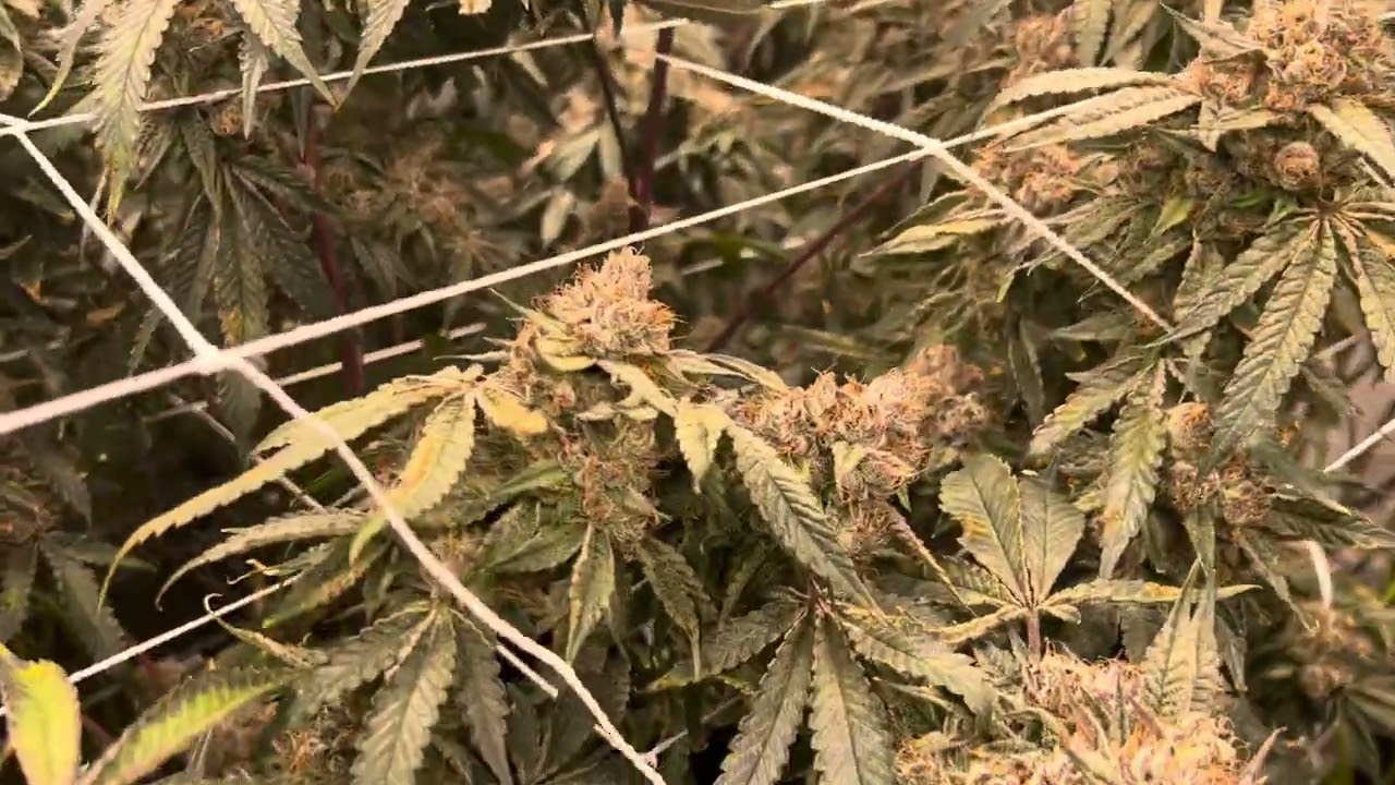 Lemon Cherry Gelato Week 8 of Flower , right before Chop