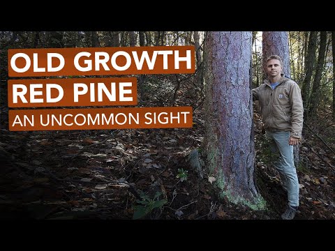 Video: Wat is Japanese Red Pine: Leer oor Japanese Red Pine Care