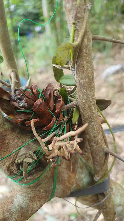 Penempelan Keiki dan Potongan Tubuh Anggrek dengan Buah Cemara