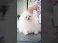 ふわふわポメラニアンをお手入れしたら・・・✨