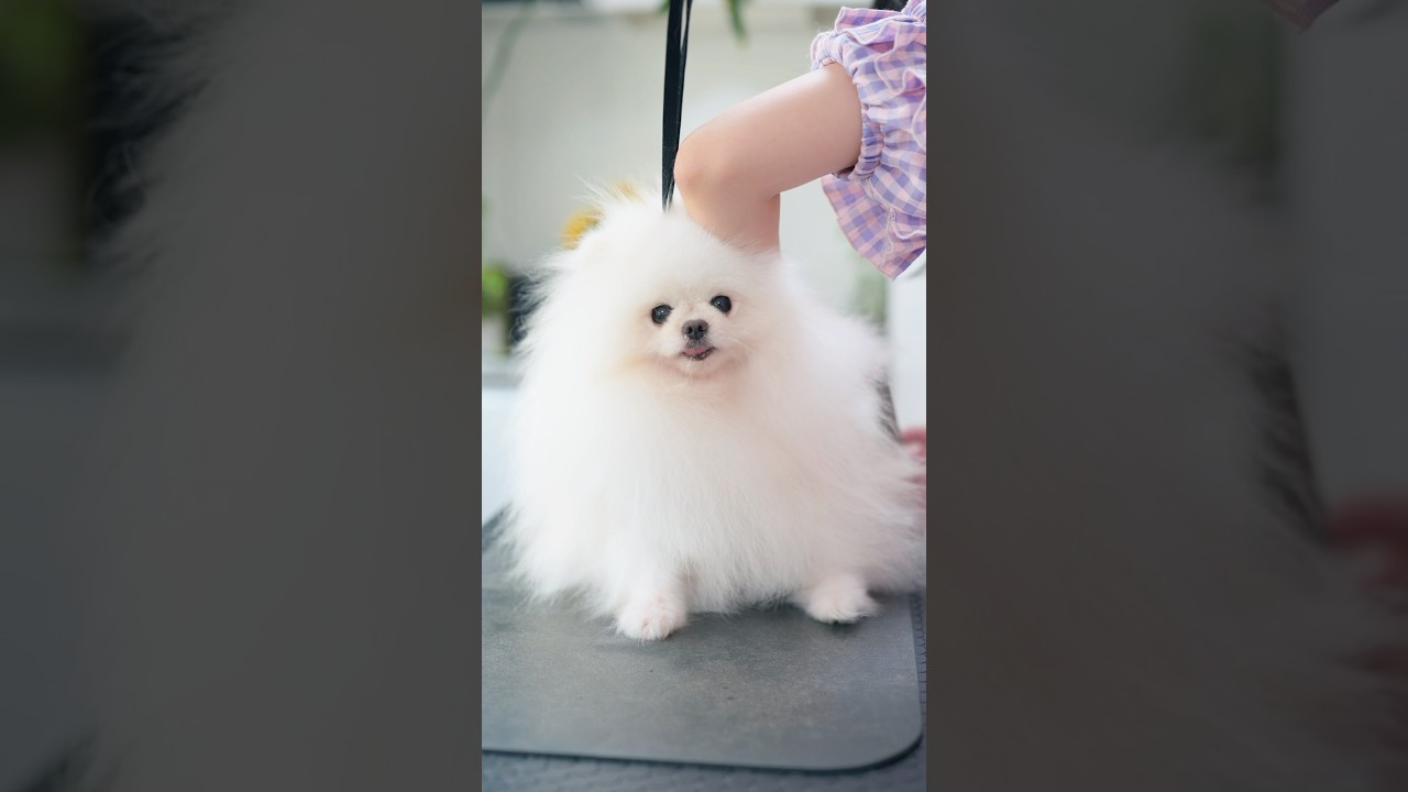 ふわふわポメラニアンをお手入れしたら・・・✨