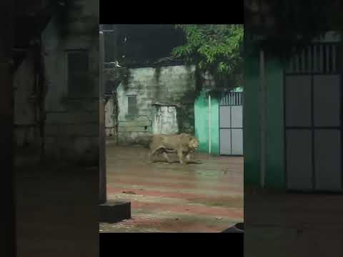 Vidéo: Lion d'Asie : description, photo