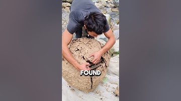 Exploring the Inside of an Asian Wasp Nest