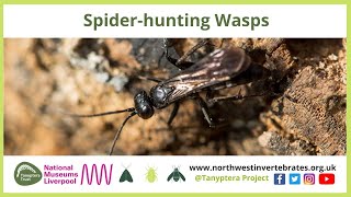 UK Spider-hunting Wasps (Pompilidae)