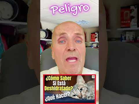 HOW DO I KNOW IF MY CAT IS DEHYDRATED HOW TO HYDRATE A CAT