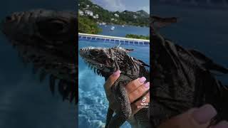 Iguanas By The Pool St.john Usvi