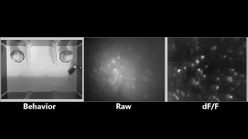 In vivo imaging with Wire-Free Miniscope prototype in a social task