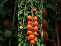 The Ultimate Tomato Tower! 🍅 DIY Bamboo Teepee Trellis for Container Gardening