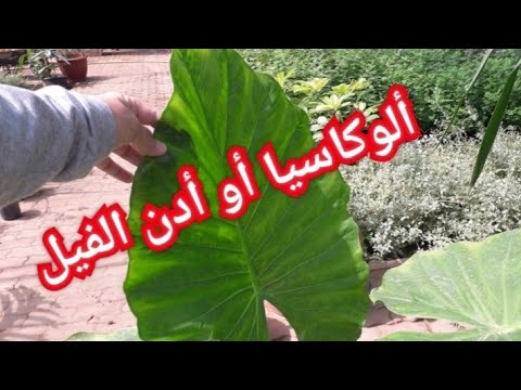فيديو: Ardisia (27 صورة): رعاية زهرة في المنزل ، وهو نوع من نبات داخلي Ardisia Crenate أو Krenata ، ينمو من البذور