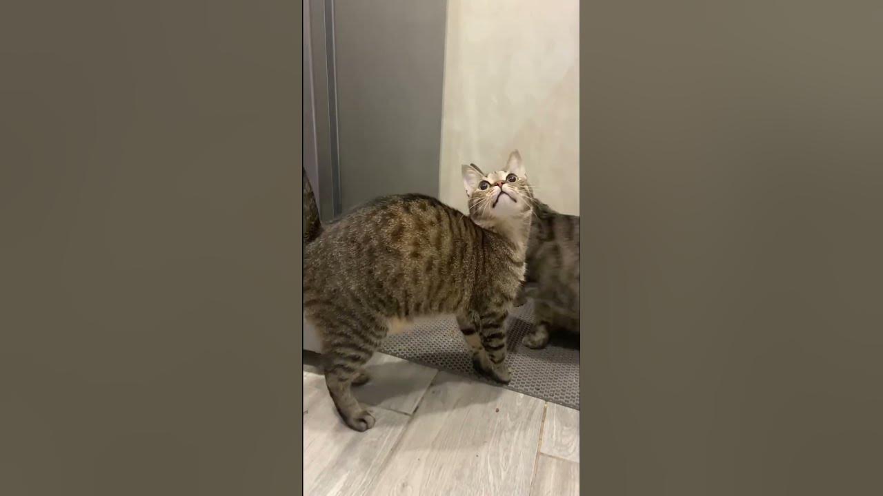 Взяла котикам новый корм #jarvi #кормдлякошек #ярви - YouTube