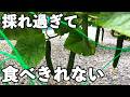 水耕栽培できゅうりを育てたら2鉢で200本も収穫できた