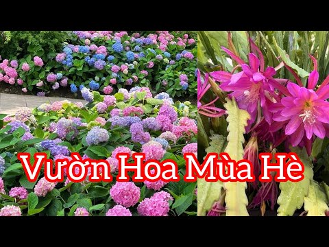 Vlog 659: Chia Sẻ Cách Chăm Sóc Vườn Hoa Quỳnh Cảm Tú Cầu Hoa Kèn Trắng mới nhất 2023